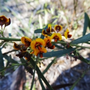 Daviesia mimosoides at Farrer Ridge - 23 Sep 2014 02:33 PM