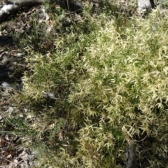 Clematis leptophylla (Small-leaf Clematis, Old Man's Beard) at Farrer Ridge - 23 Sep 2014 by galah681