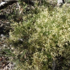 Clematis leptophylla at Farrer Ridge - 23 Sep 2014
