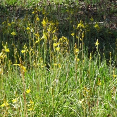 Bulbine bulbosa (Golden Lily) at Farrer, ACT - 23 Sep 2014 by galah681