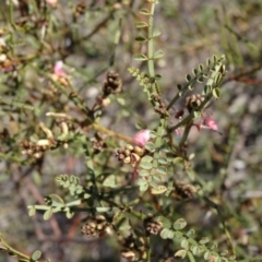 Indigofera adesmiifolia (Tick Indigo) at Farrer Ridge - 23 Sep 2014 by galah681