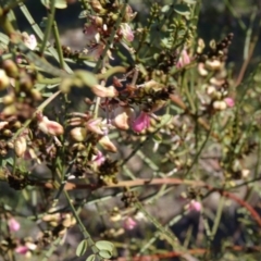 Indigofera adesmiifolia at Farrer, ACT - 23 Sep 2014