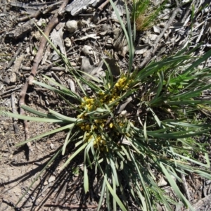 Lomandra bracteata at Farrer, ACT - 23 Sep 2014 02:48 PM