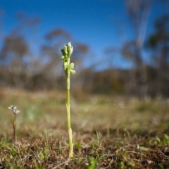 Hymenochilus bicolor (Black-tip Greenhood) at Mount Majura - 21 Sep 2014 by TobiasHayashi