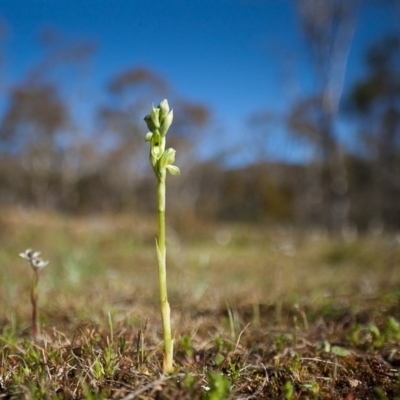 Hymenochilus bicolor (Black-tip Greenhood) at Majura, ACT - 21 Sep 2014 by TobiasHayashi