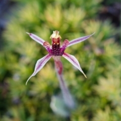 Caladenia actensis (Canberra Spider Orchid) at Majura, ACT - 21 Sep 2014 by TobiasHayashi
