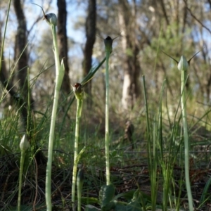 Pterostylis pedunculata at Hackett, ACT - 23 Sep 2014