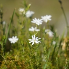 Stellaria pungens (Prickly Starwort) at Mount Majura - 23 Sep 2014 by AaronClausen