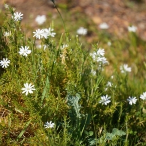 Stellaria pungens at Hackett, ACT - 23 Sep 2014