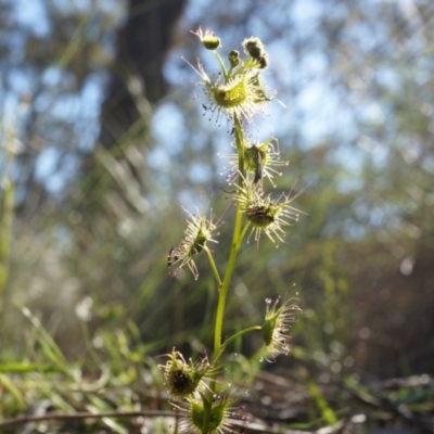 Drosera sp. (A Sundew) at Mount Majura - 23 Sep 2014 by AaronClausen