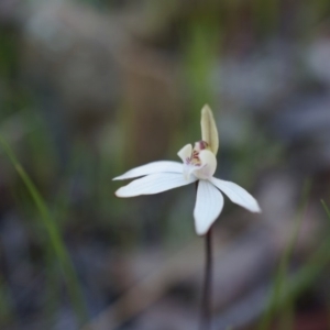 Caladenia fuscata at Canberra Central, ACT - 23 Sep 2014