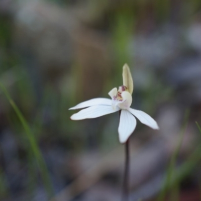 Caladenia fuscata (Dusky Fingers) at Canberra Central, ACT - 23 Sep 2014 by AaronClausen