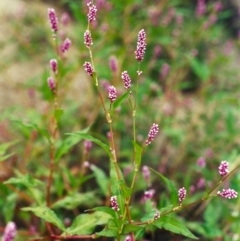 Persicaria decipiens (Slender Knotweed) at Pine Island to Point Hut - 3 Mar 2002 by michaelb