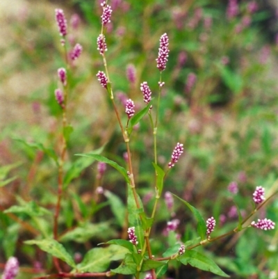 Persicaria decipiens (Slender Knotweed) at Pine Island to Point Hut - 3 Mar 2002 by michaelb