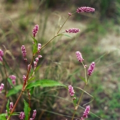 Persicaria decipiens at Pine Island to Point Hut - 4 Mar 2002