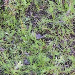 Calotis anthemoides at Bonython, ACT - 21 Sep 2014 06:36 PM
