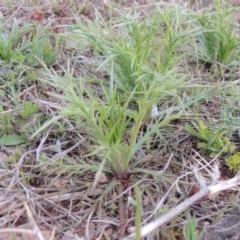 Eryngium ovinum (Blue Devil) at Pine Island to Point Hut - 21 Sep 2014 by MichaelBedingfield