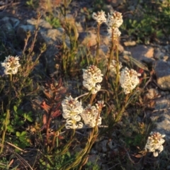 Stackhousia monogyna (Creamy Candles) at Pine Island to Point Hut - 21 Sep 2014 by MichaelBedingfield