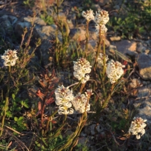 Stackhousia monogyna at Bonython, ACT - 21 Sep 2014