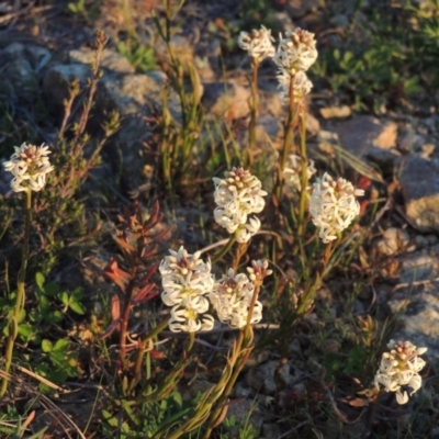 Stackhousia monogyna (Creamy Candles) at Pine Island to Point Hut - 21 Sep 2014 by MichaelBedingfield