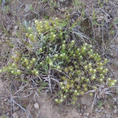 Scleranthus diander (Many-flowered Knawel) at Bonython, ACT - 21 Sep 2014 by MichaelBedingfield