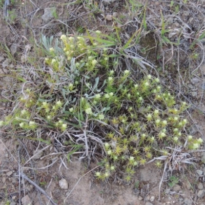 Scleranthus diander (Many-flowered Knawel) at Bonython, ACT - 21 Sep 2014 by michaelb