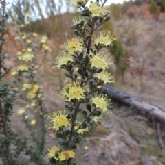 Phebalium squamulosum subsp. ozothamnoides (Alpine Phebalium, Scaly Phebalium) at Pine Island to Point Hut - 21 Sep 2014 by MichaelBedingfield