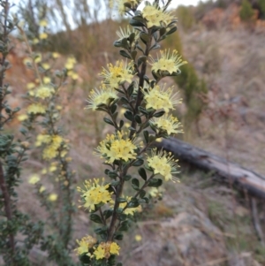 Phebalium squamulosum subsp. ozothamnoides at Bonython, ACT - 21 Sep 2014