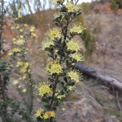 Phebalium squamulosum subsp. ozothamnoides (Alpine Phebalium, Scaly Phebalium) at Pine Island to Point Hut - 21 Sep 2014 by MichaelBedingfield