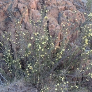 Phebalium squamulosum subsp. ozothamnoides at Bonython, ACT - 21 Sep 2014 07:00 PM