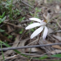 Caladenia fuscata (Dusky Fingers) at Canberra Central, ACT - 24 Sep 2014 by galah681