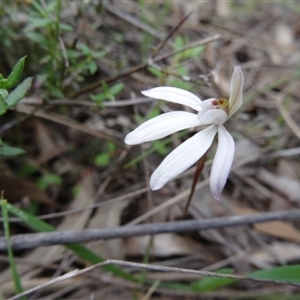 Caladenia fuscata at Point 5204 - 24 Sep 2014