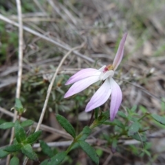 Caladenia fuscata at Point 5204 - 24 Sep 2014