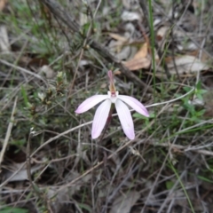 Caladenia fuscata at Point 5204 - 24 Sep 2014