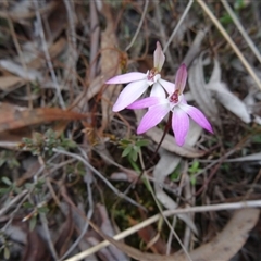 Caladenia fuscata at Point 5204 - 24 Sep 2014