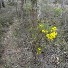 Acacia buxifolia subsp. buxifolia (Box-leaf Wattle) at Black Mountain - 24 Sep 2014 by galah681