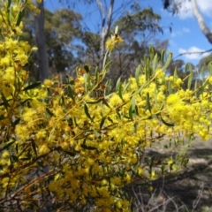 Acacia buxifolia subsp. buxifolia at Canberra Central, ACT - 24 Sep 2014