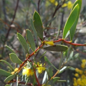 Acacia buxifolia subsp. buxifolia at Canberra Central, ACT - 24 Sep 2014