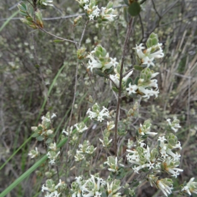 Brachyloma daphnoides (Daphne Heath) at Point 5204 - 24 Sep 2014 by galah681