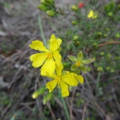 Hibbertia calycina (Lesser Guinea-flower) at Canberra Central, ACT - 24 Sep 2014 by galah681