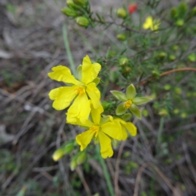 Hibbertia calycina (Lesser Guinea-flower) at Point 5204 - 24 Sep 2014 by galah681