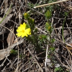 Hibbertia calycina at Point 5204 - 24 Sep 2014