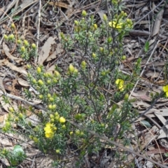 Hibbertia calycina at Undefined Area - 24 Sep 2014 11:56 AM