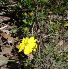 Hibbertia calycina at Point 5204 - 24 Sep 2014