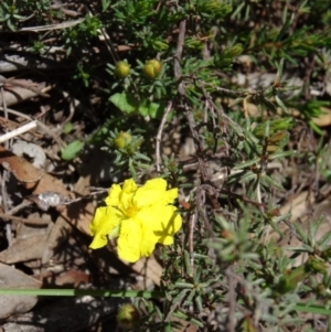 Hibbertia calycina at Undefined Area - 24 Sep 2014 11:56 AM