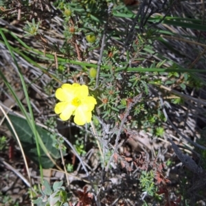 Hibbertia calycina at Point 5204 - 24 Sep 2014