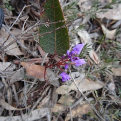 Hardenbergia violacea (False Sarsaparilla) at Canberra Central, ACT - 24 Sep 2014 by galah681