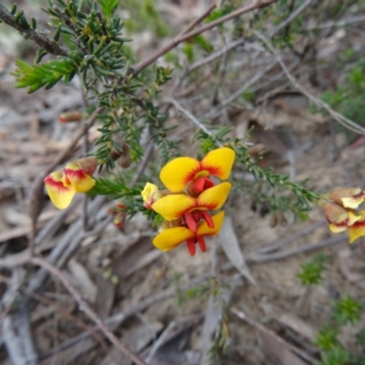 Dillwynia phylicoides (A Parrot-pea) at Black Mountain - 24 Sep 2014 by galah681