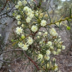 Acacia genistifolia (Early Wattle) at Black Mountain - 24 Sep 2014 by galah681
