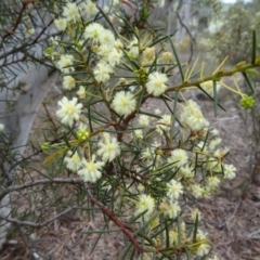 Acacia genistifolia (Early Wattle) at Canberra Central, ACT - 24 Sep 2014 by galah681